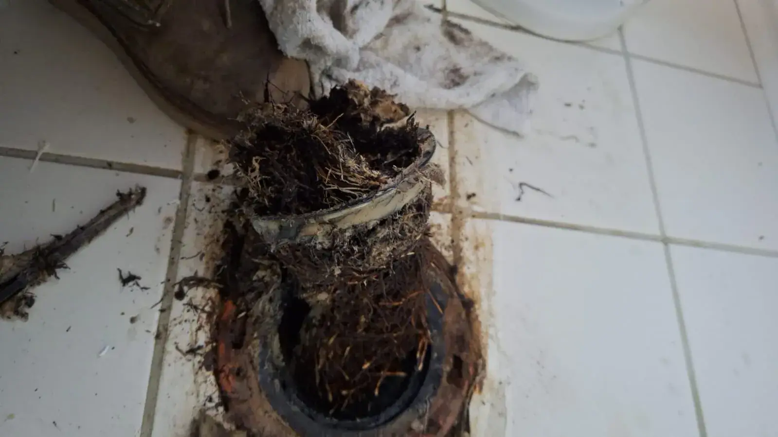 Clogged drain packed with tree roots removed during a plumbing service. Emergency Drain Service in San Diego